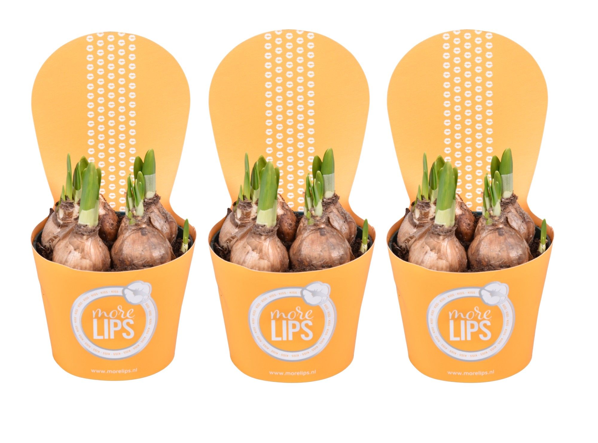 MoreLIPS® Narcis 'Tete a tete' in gele luxe potcover, D 10,5