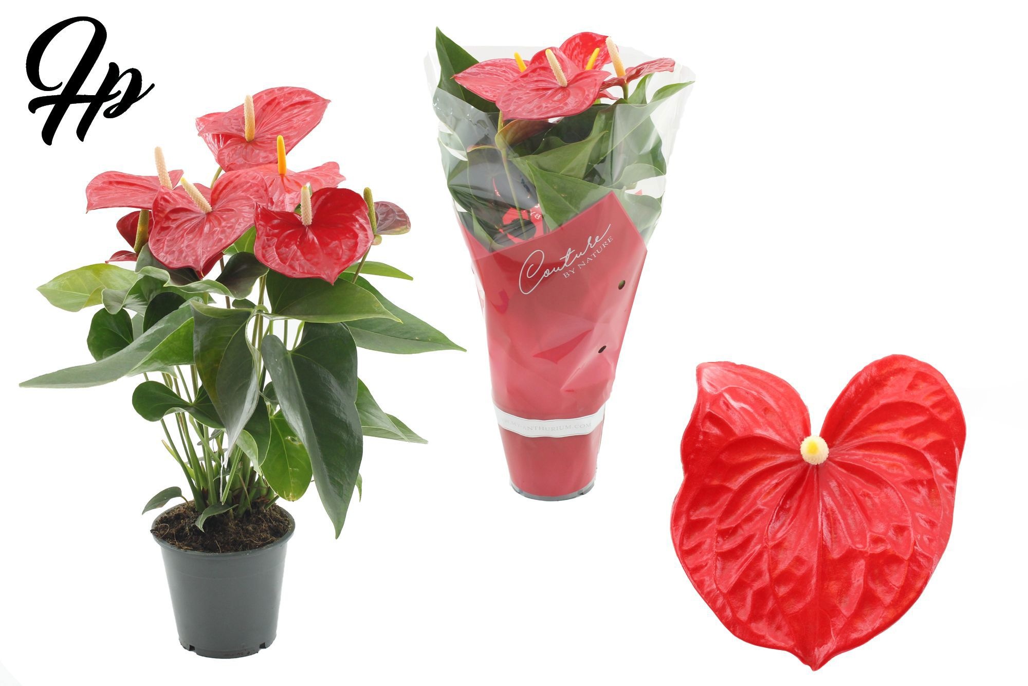 Anthurium Everio in Couture sleeve, D 12