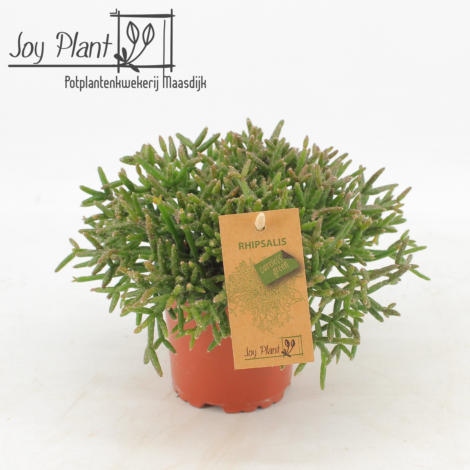 Rhipsalis burchelli P10,5, D 10,5
