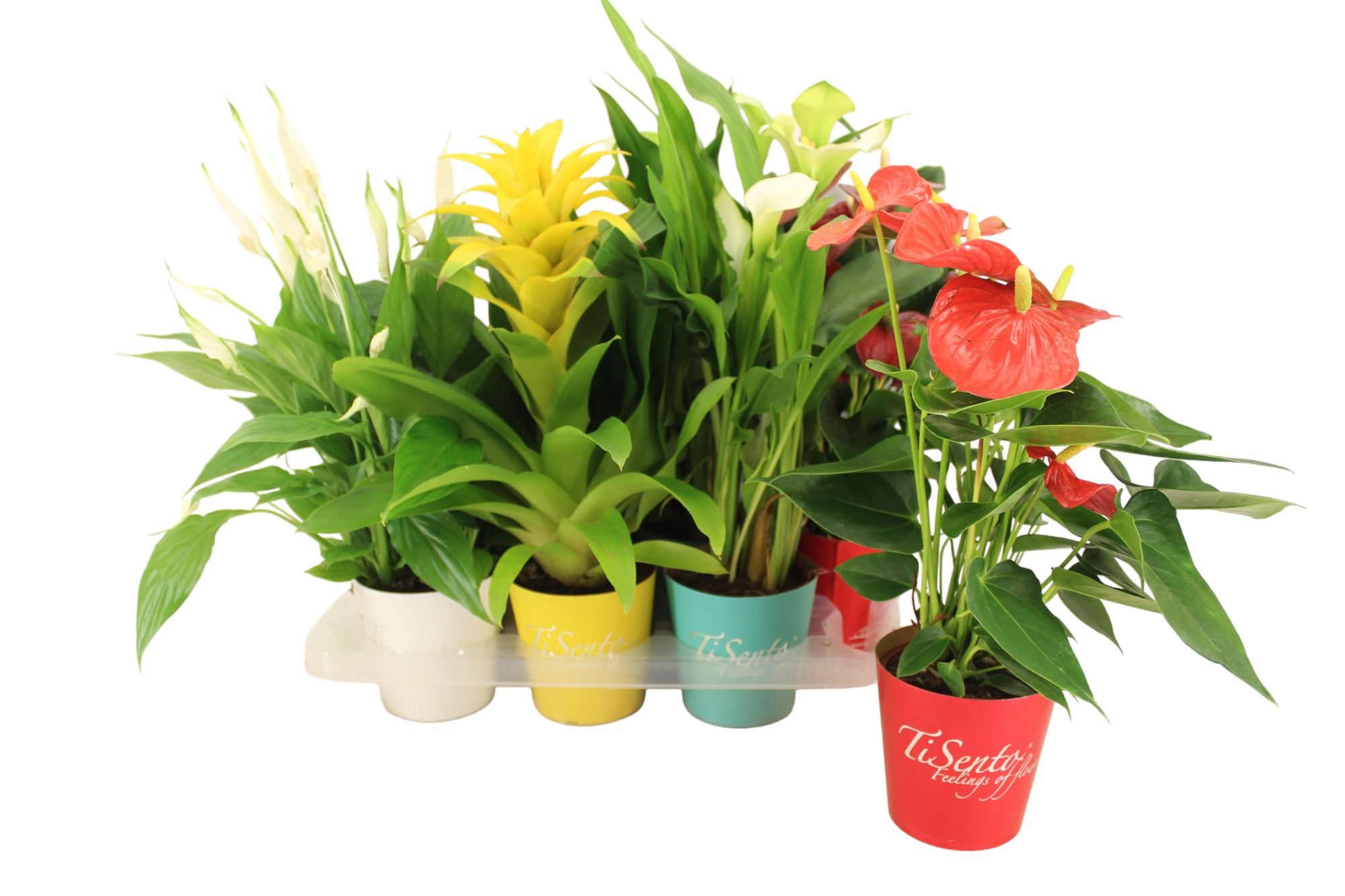 Specially Mix 12 cm - TiSento Smartcup, D 12