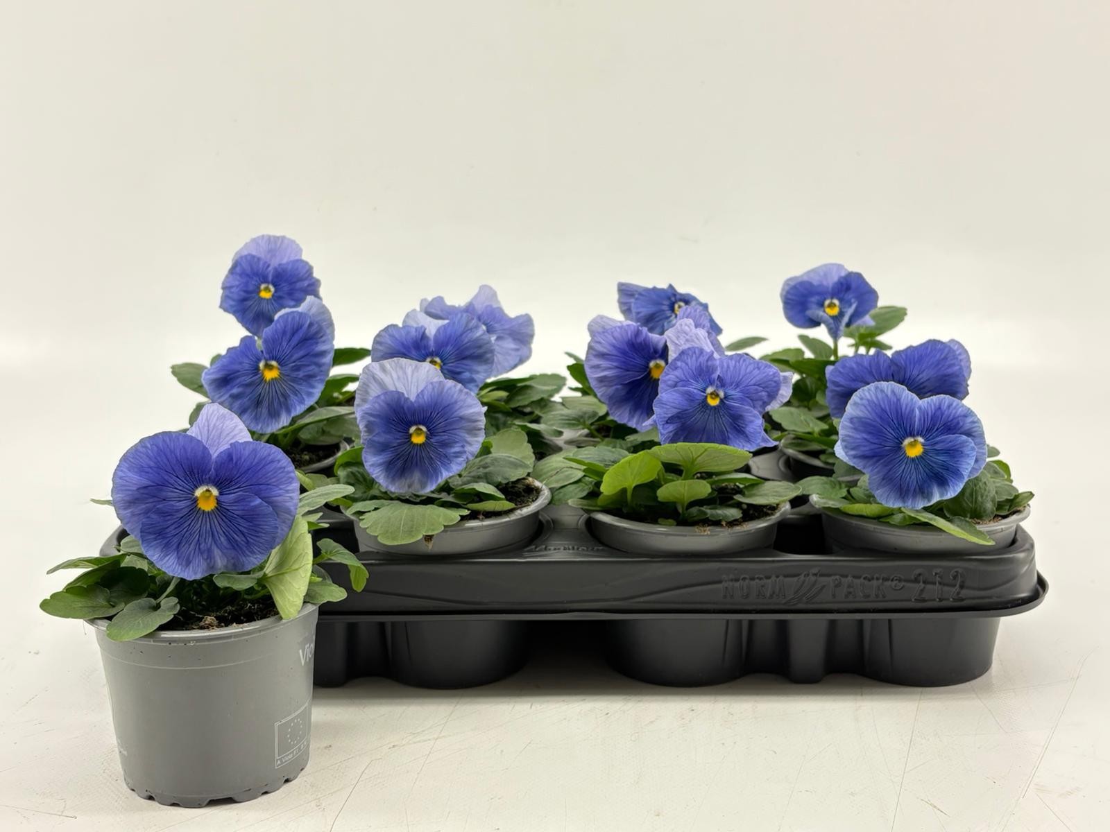 Viola F1 Clear Light Blue, D 9