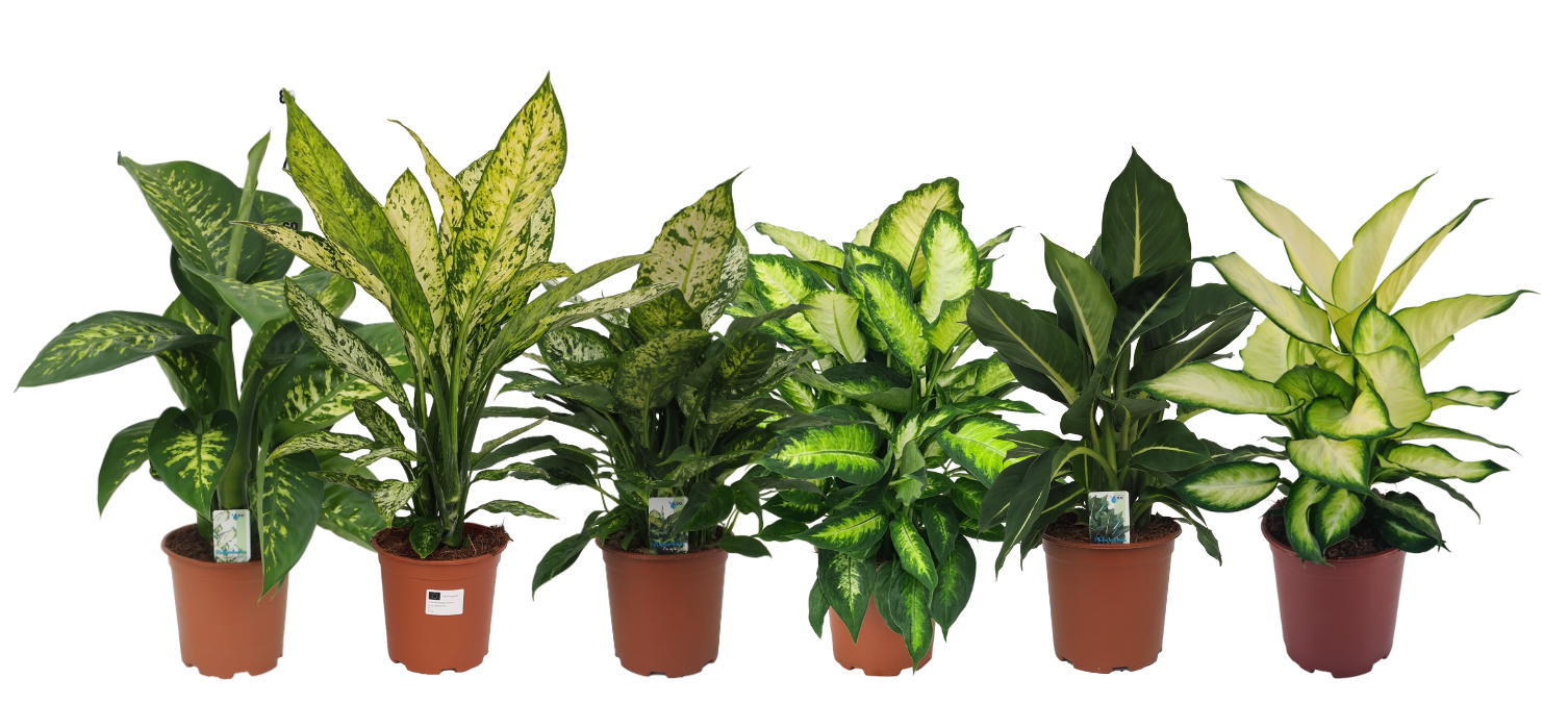 Dieffenbachia mix (Tropic snow, Vesuvius, Compacta, Camilla, Green magic, Summer style), D 19