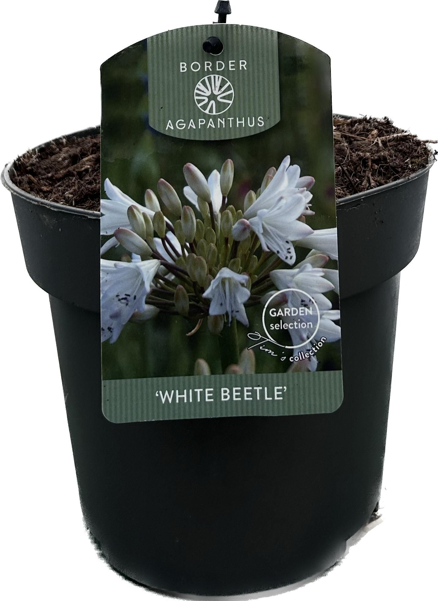 Agapanthus 'White Beetle' P17 GARDEN, D 17