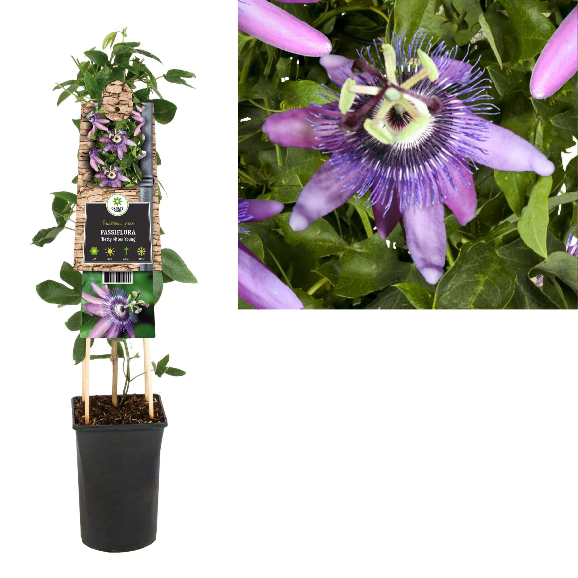 Passiflora 'Betty Miles Young' +3.0 label, D 17