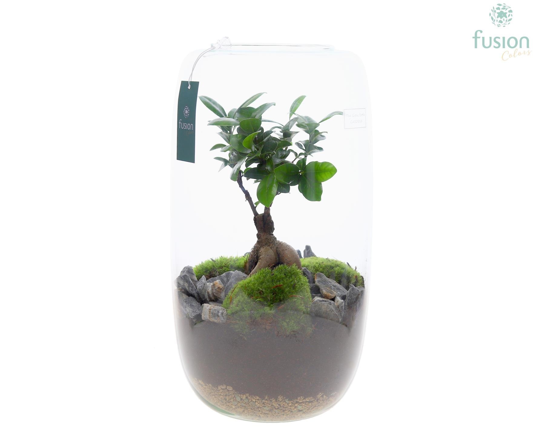 Green Bottle Isabella XXLarge met Ficus Ginseng, D 23