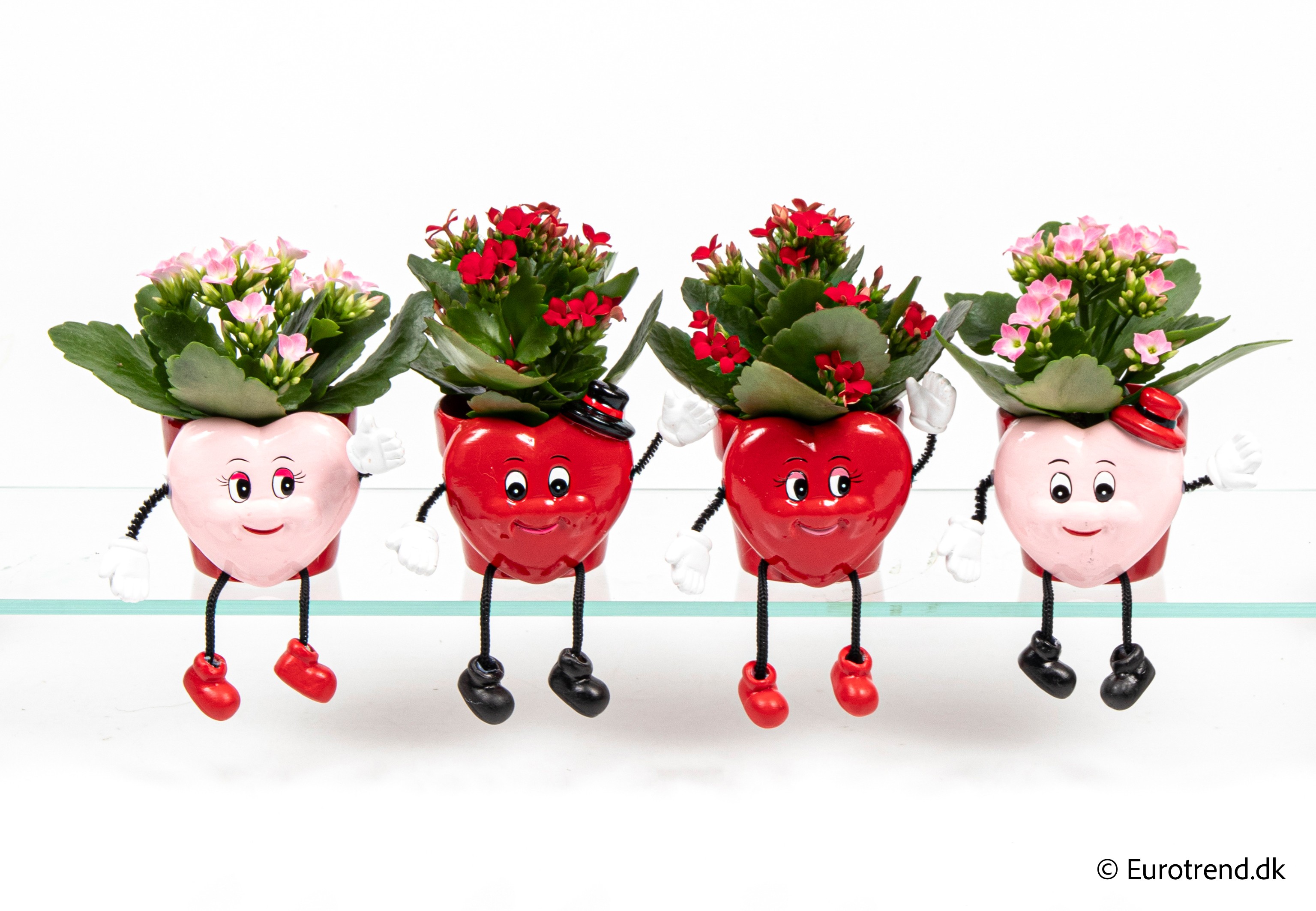 Kalanchoe in Valentine ceramic 2026, D 6