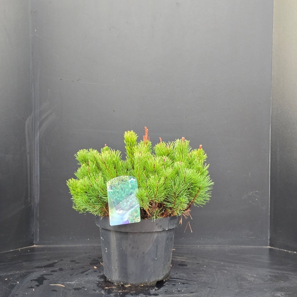 Pinus mugo mugo, D 29