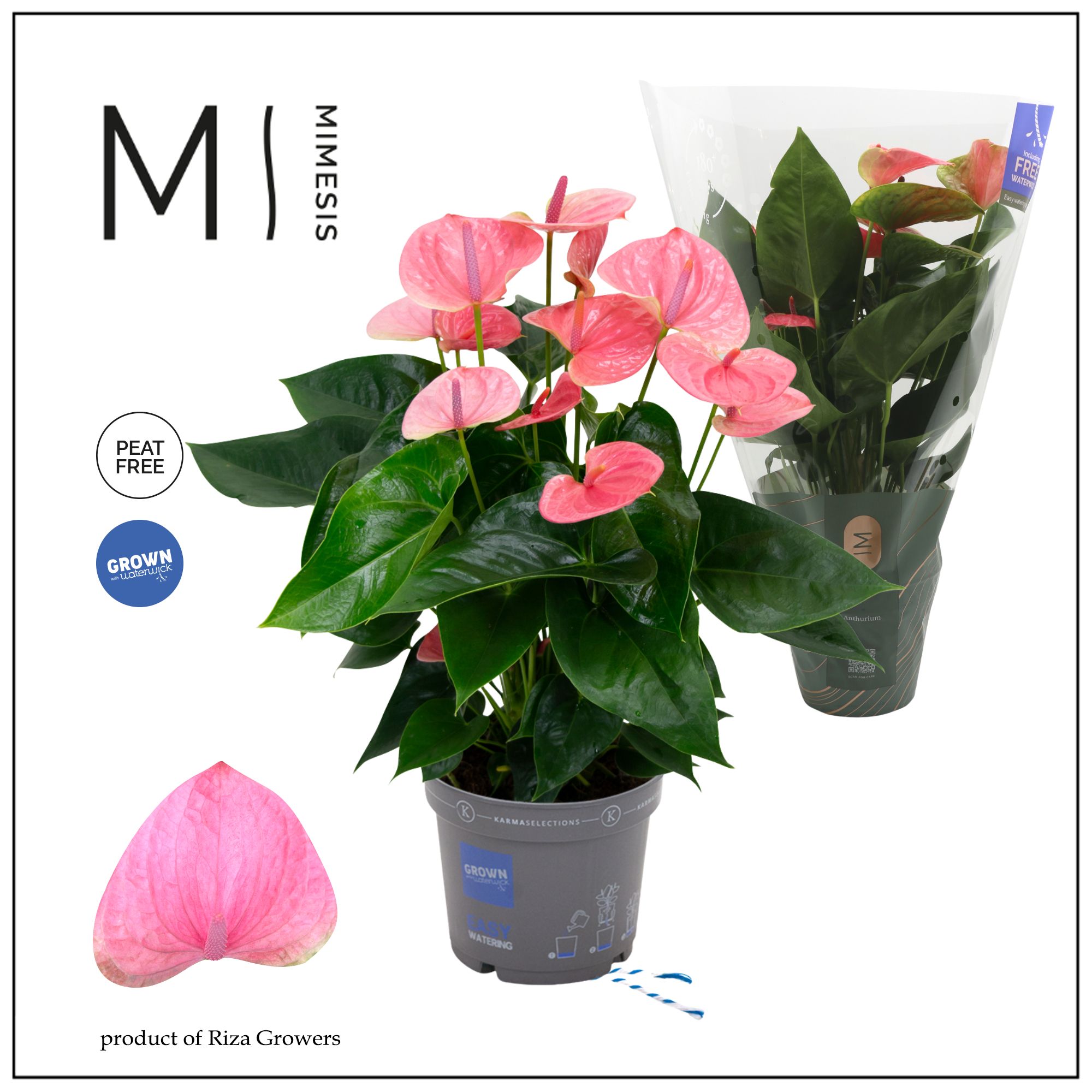 Mimesis Anthurium KARMA Sweet Dream - 17cm, D 17