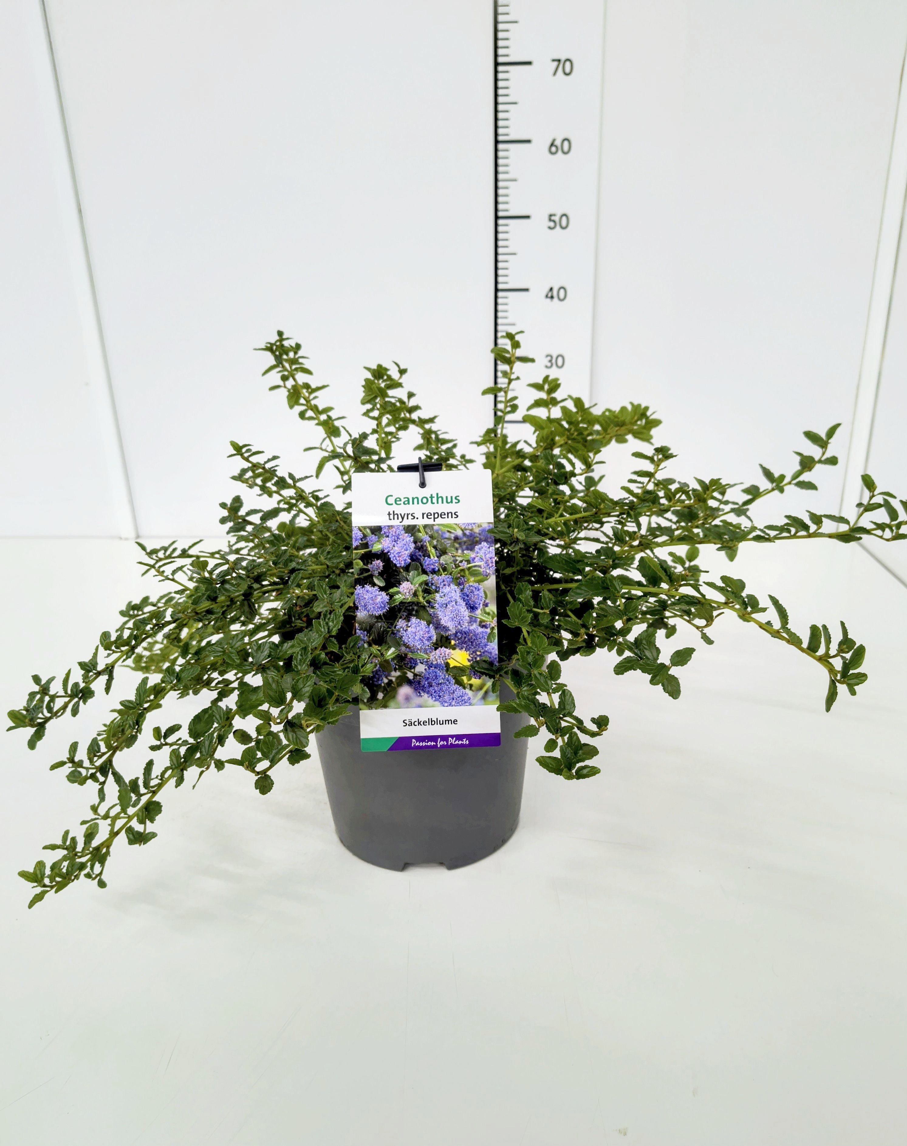 Ceanothus thyrs. repens 30-40C5, D 23