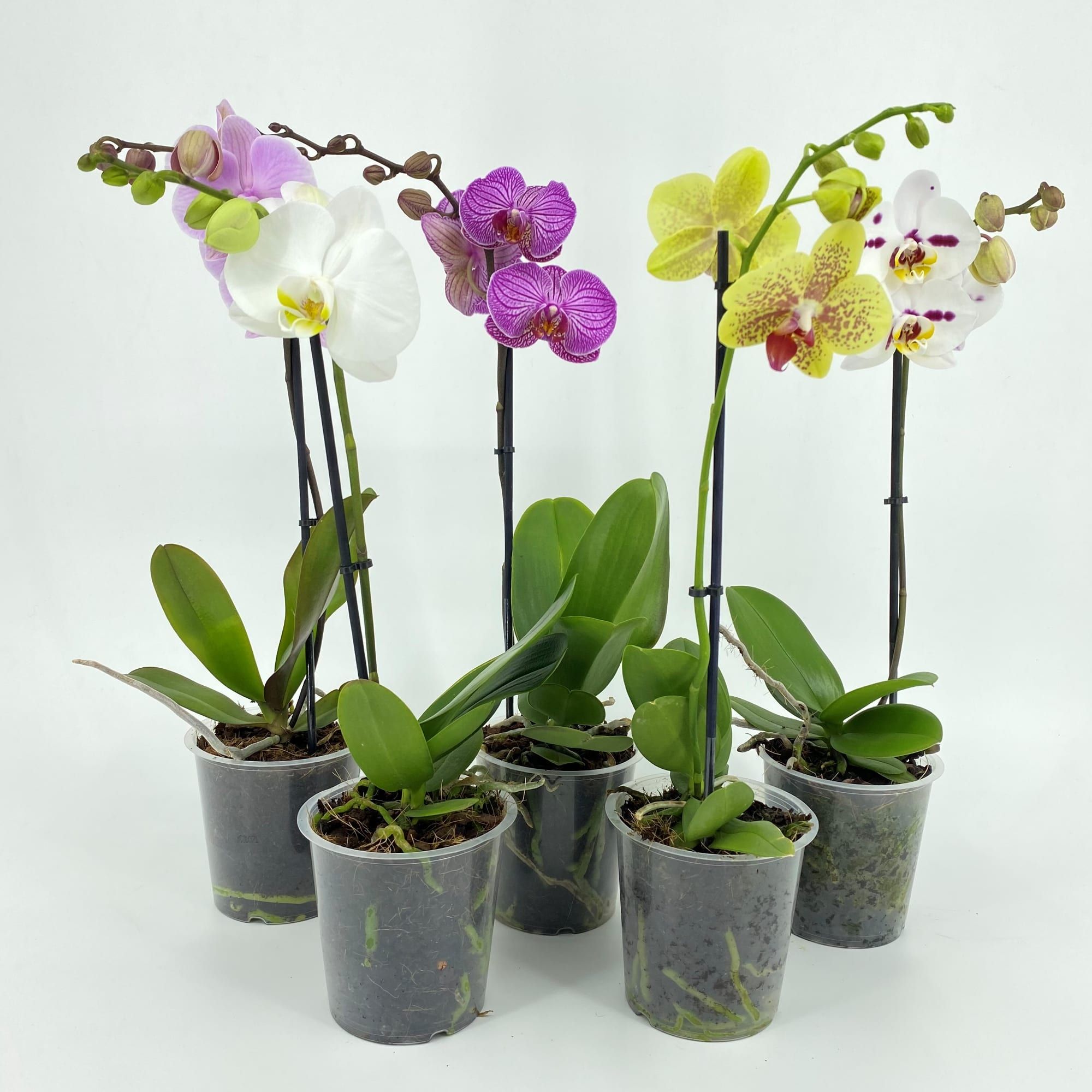 PHAL 1T MIX 6+ 40-55, D 12