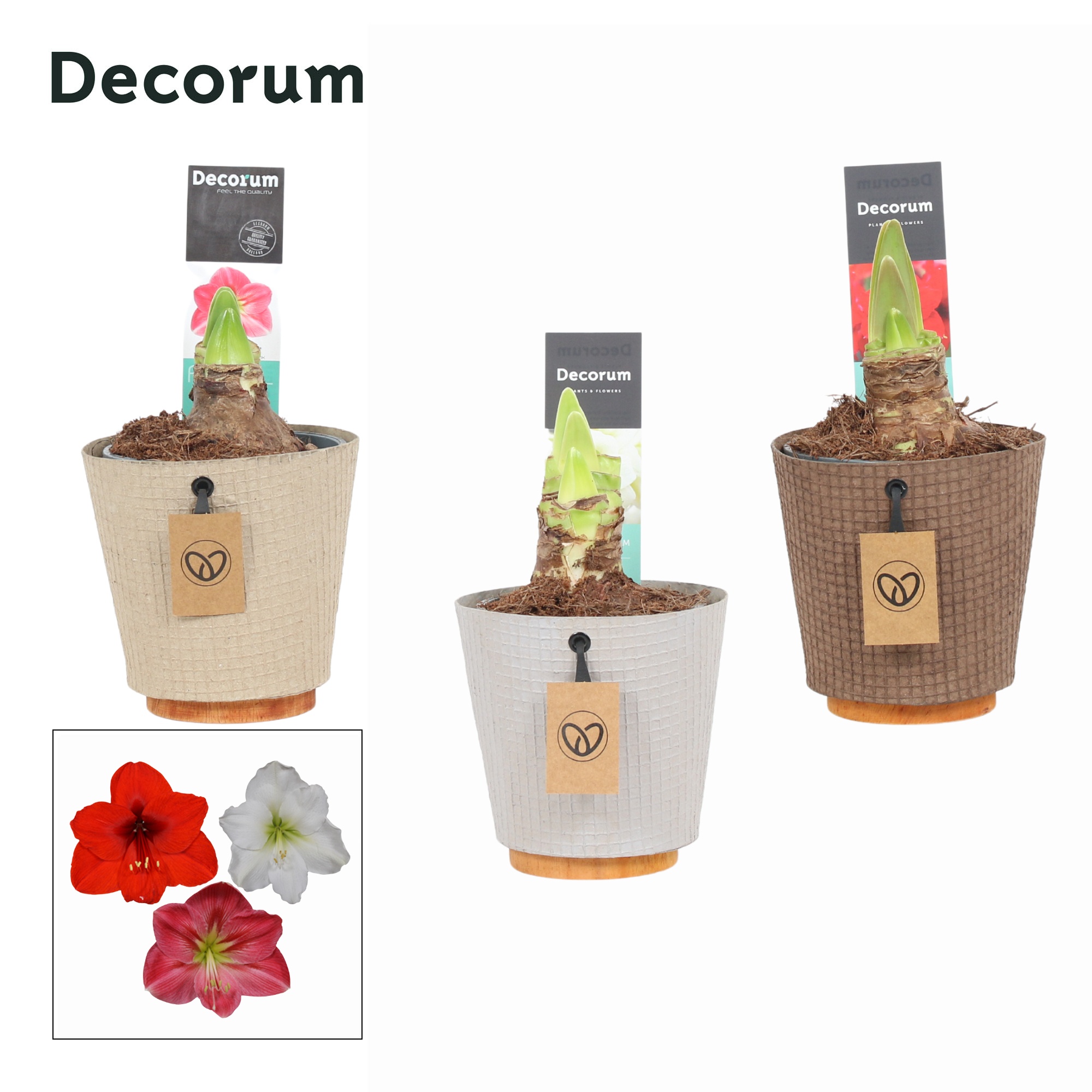 Amaryllis Mix 2 Knop in Ompot Charta ( Decorum), D 12