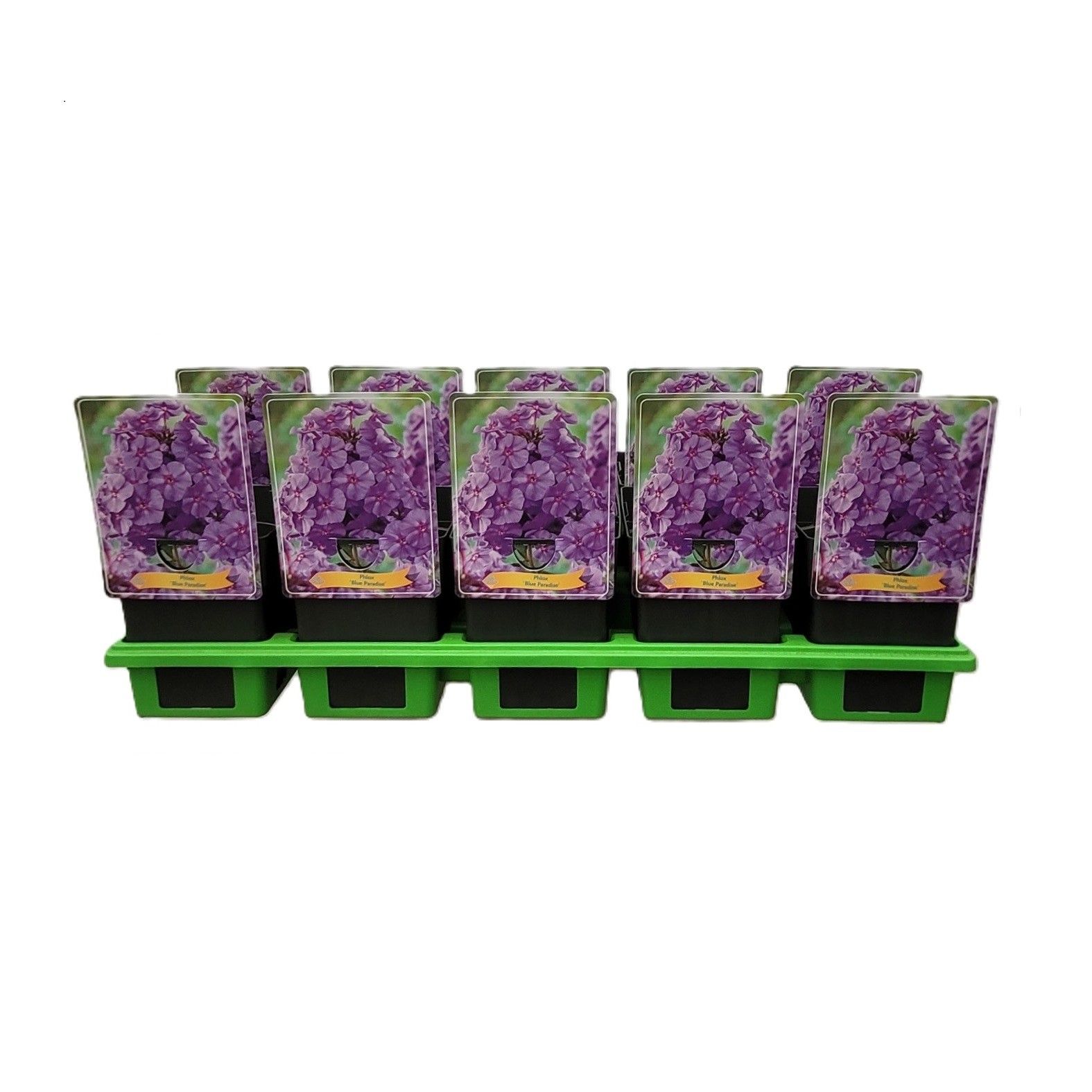 Phlox Paniculata 'Blue Paradise' P11, D 11