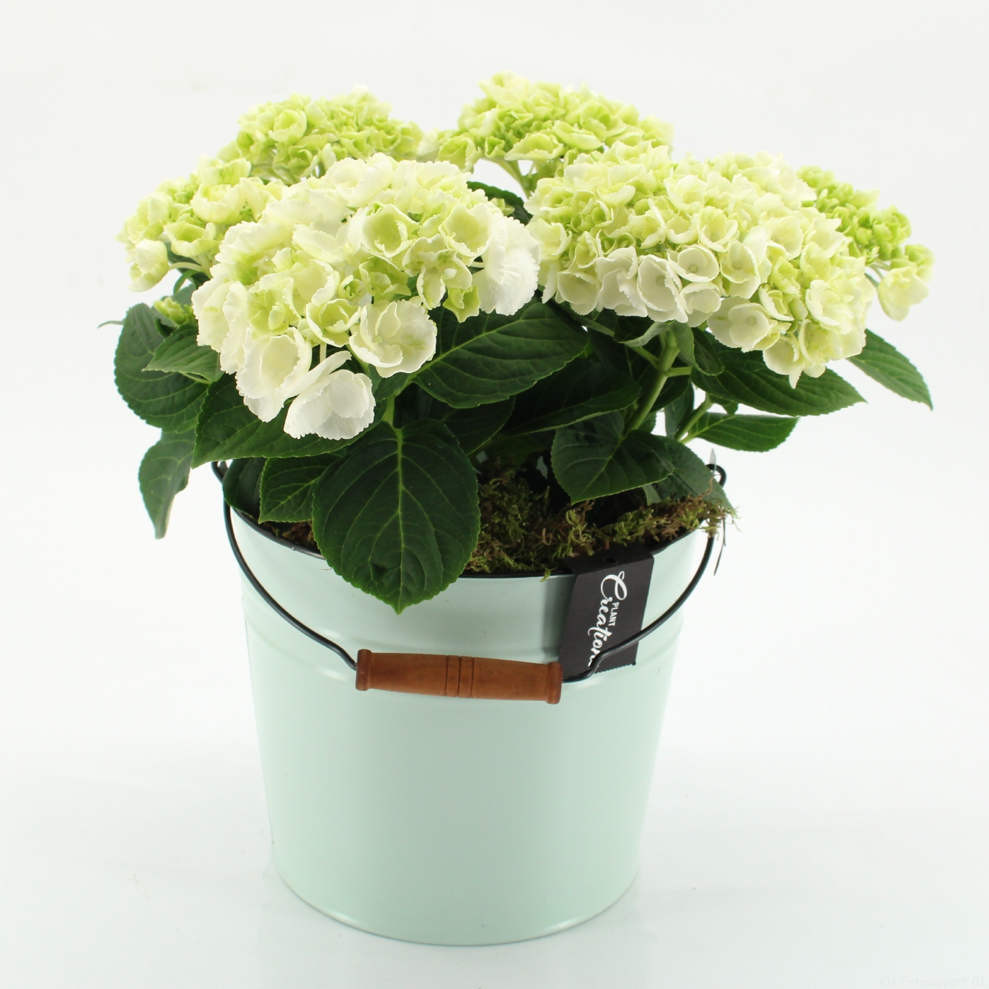 KHCR-2616W Hydrangea creations, D 21