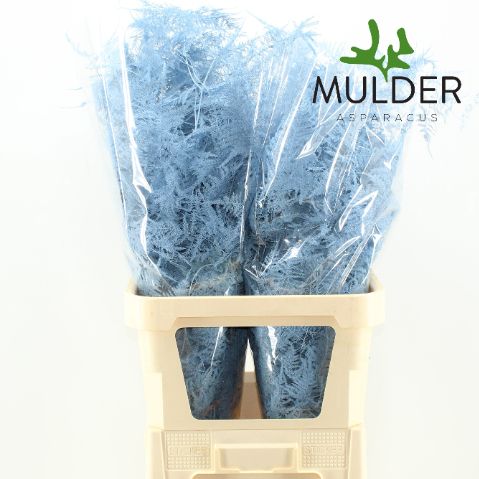 Аспарагус Овериг Крашеный (краш. ) 85, шт.