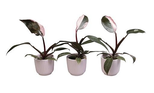 PHILODENDRON-HYBRID 'Pink Prince', D 6