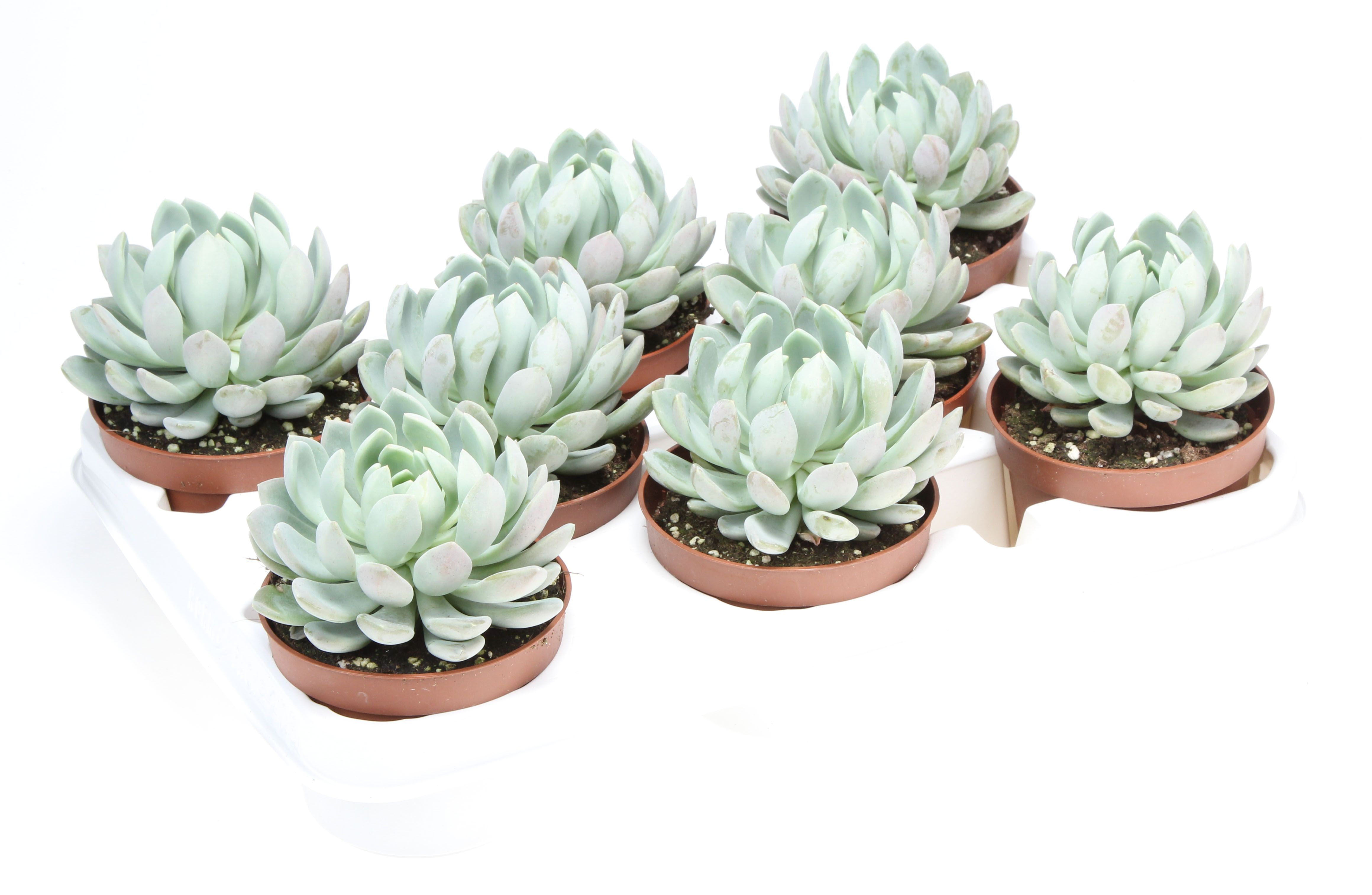 Echeveria scheideckerii, D 10,5