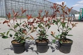 Photinia fraseri 'Red robin' 80-100, D 21