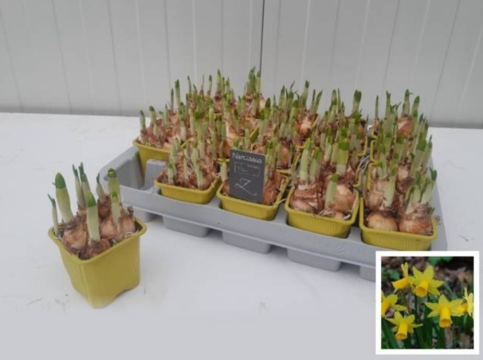 Narcis Tete-a-Tete, D 7