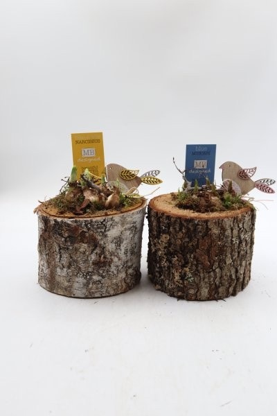 Bollen, berkenstam; mix, D 15