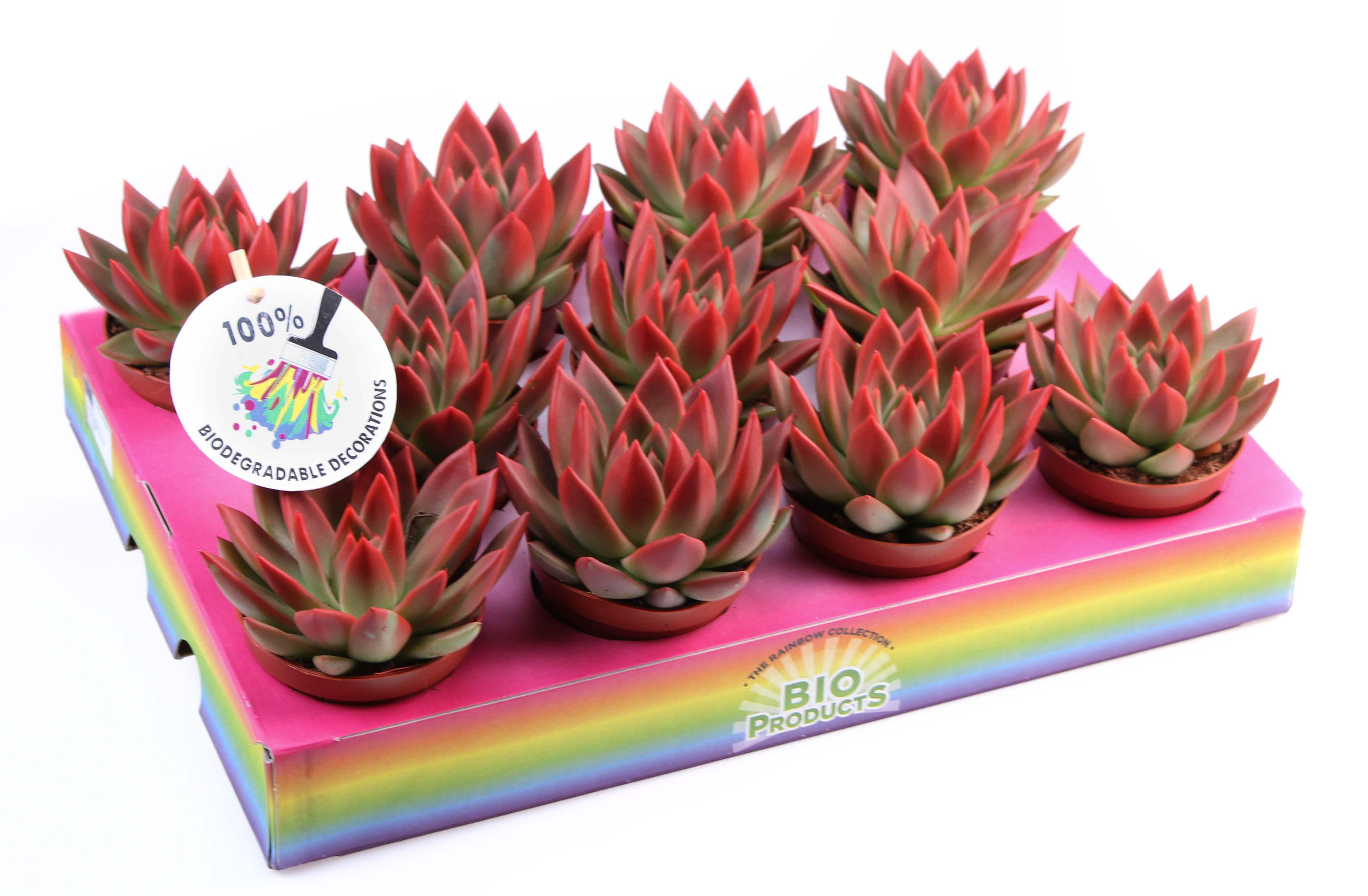 Miranda red tips, D 8,5