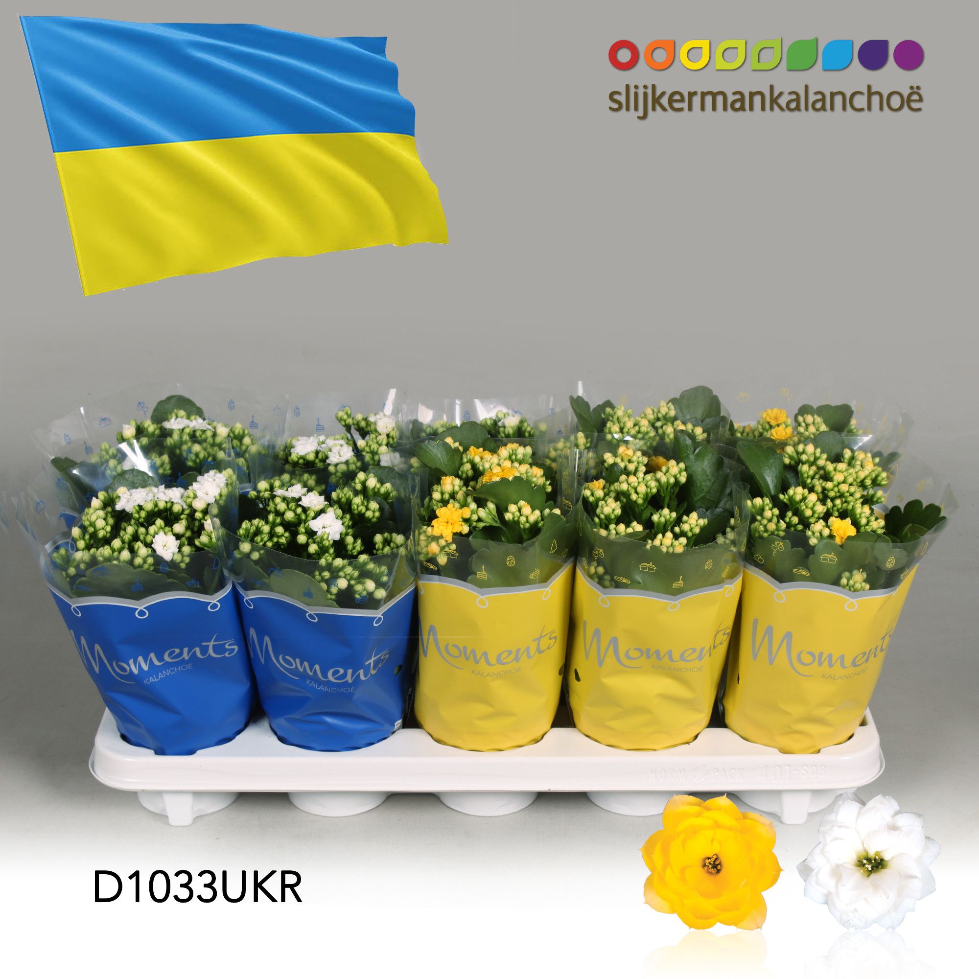 Kalanchoe Moments - Ukraine flag, D 10,5