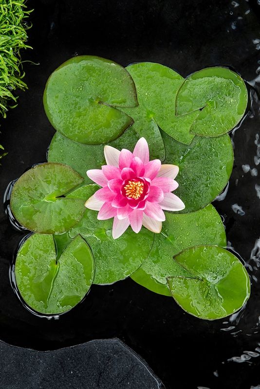 Nymphaea 'Ch. de Meurville' (3L.), D 18