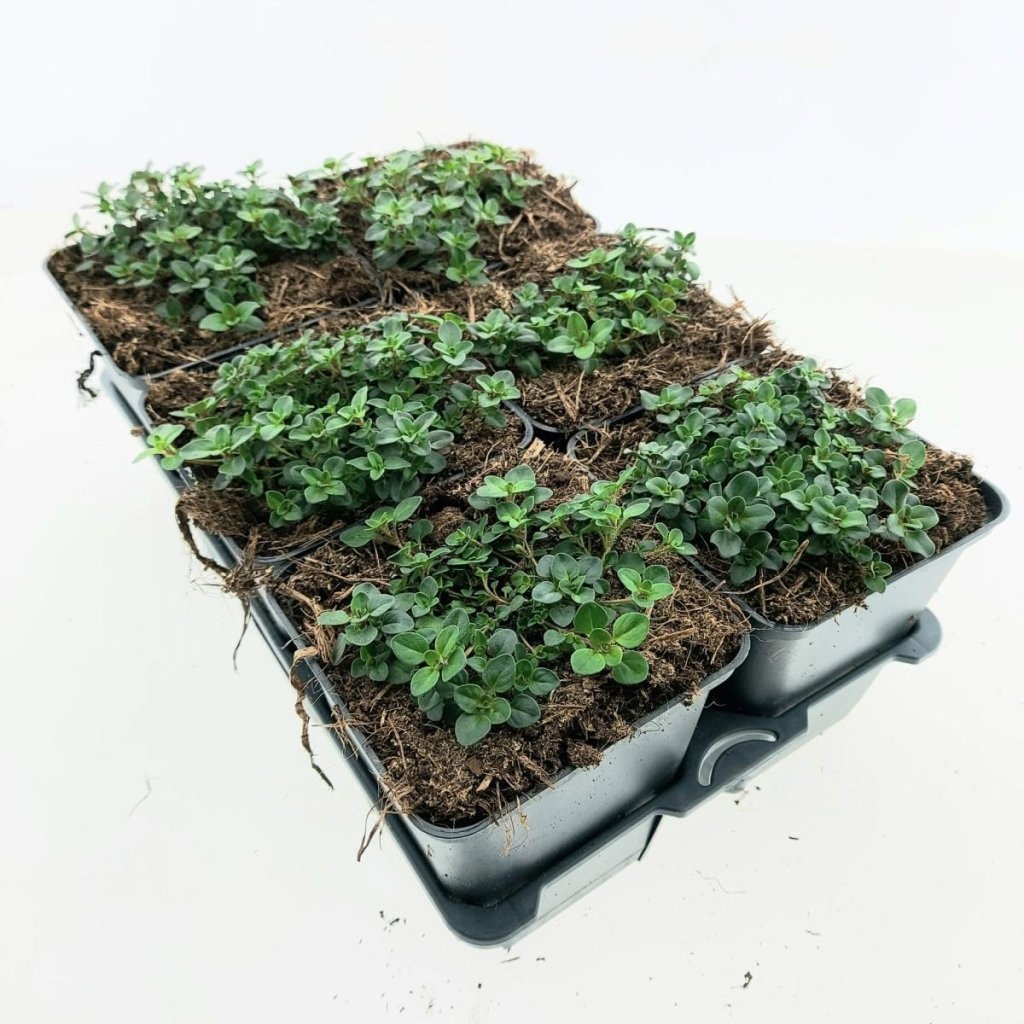 Thymus serpyllum, D 9