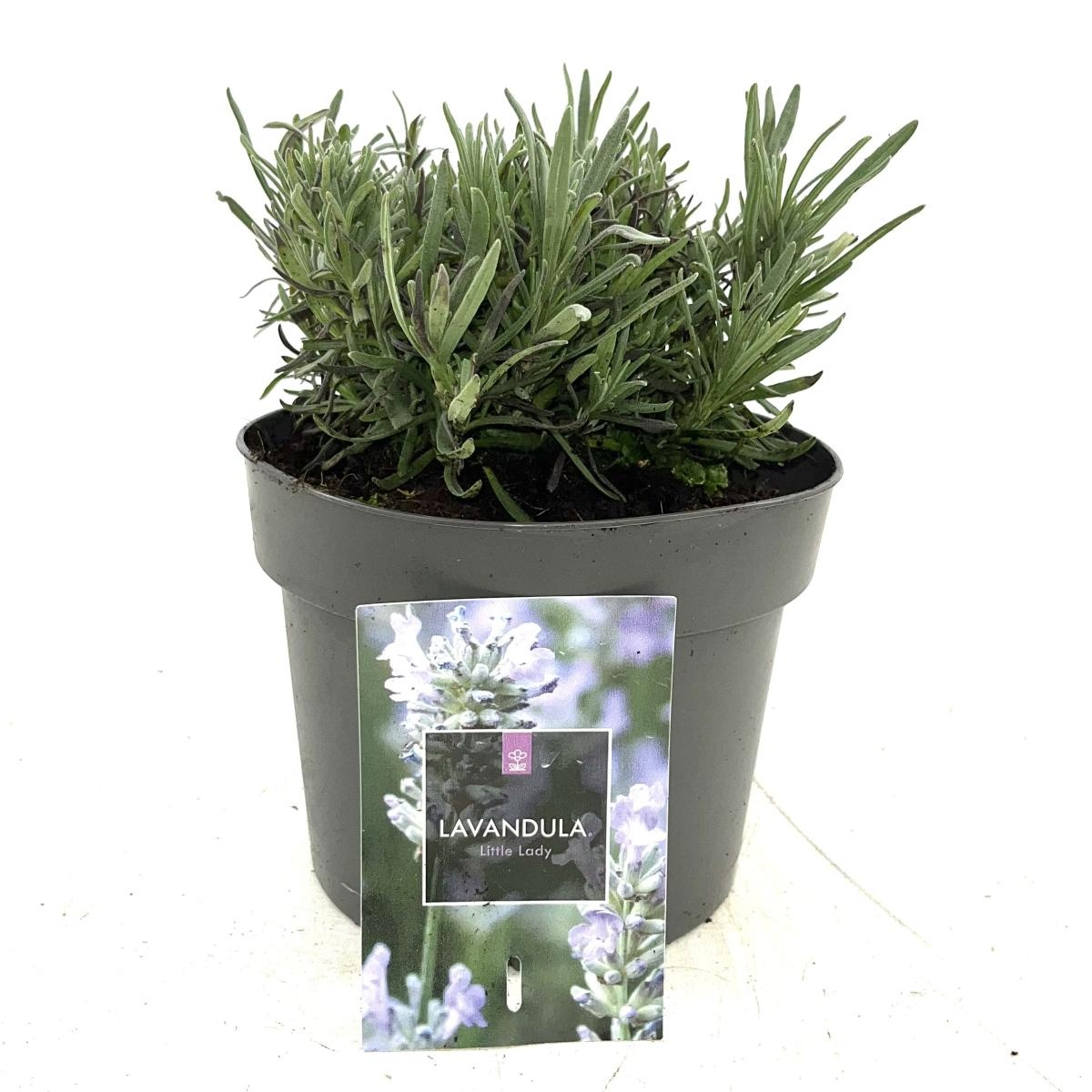 Lavandula ang. Little Lady, D 17