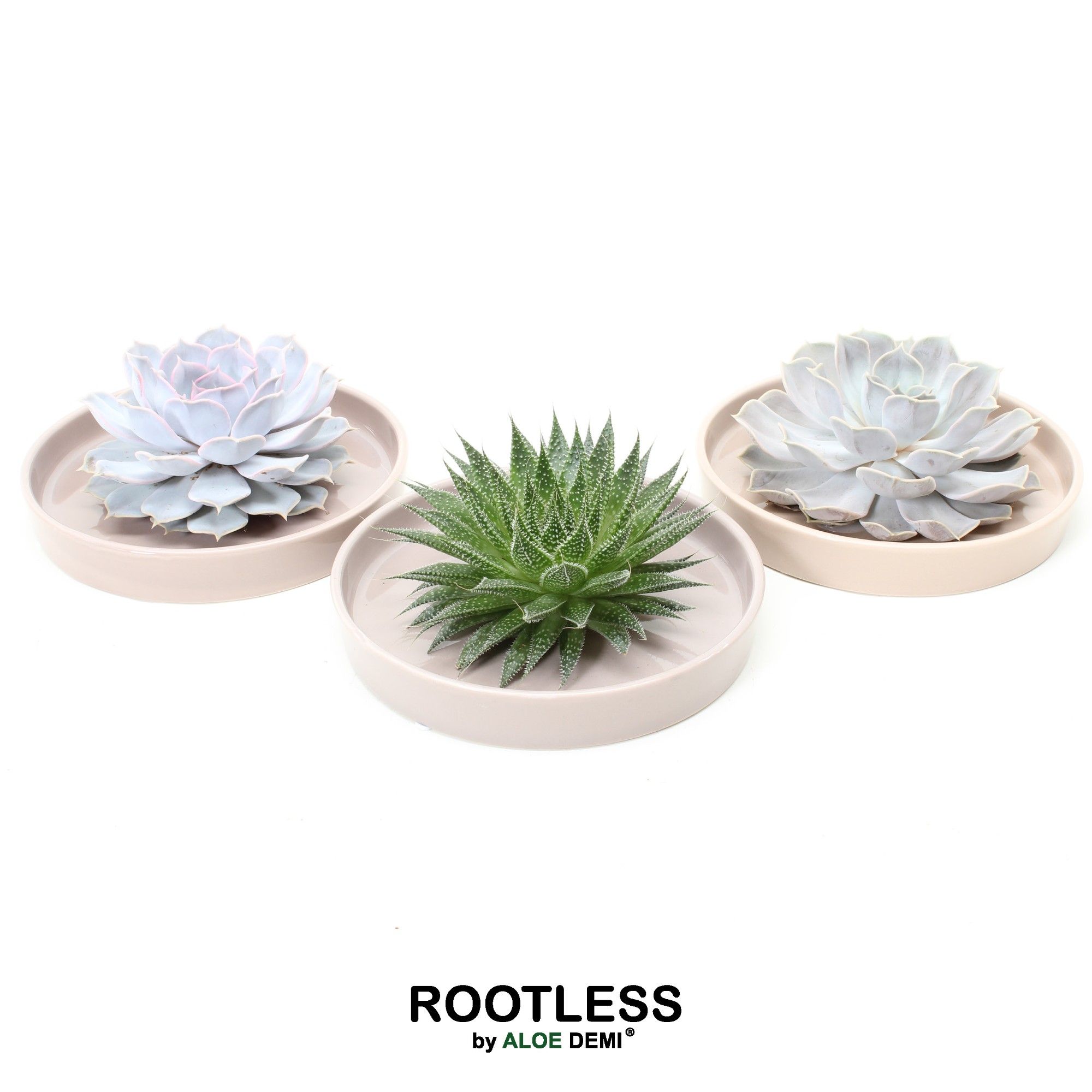 ROOTLESS Succulent, Springbok bowl, D 20 cm