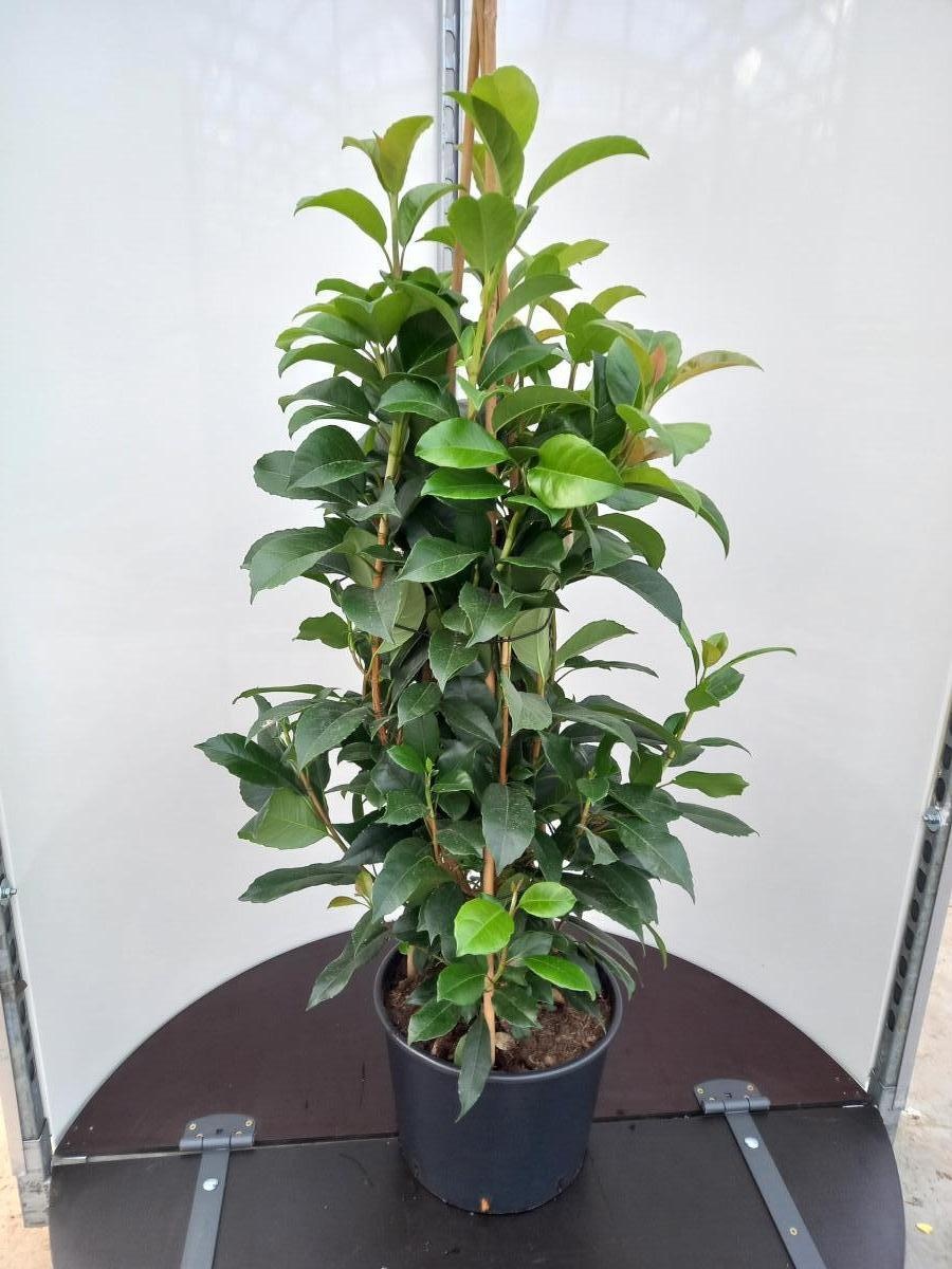 Hydrangea seemannii, 3 stok, D 40