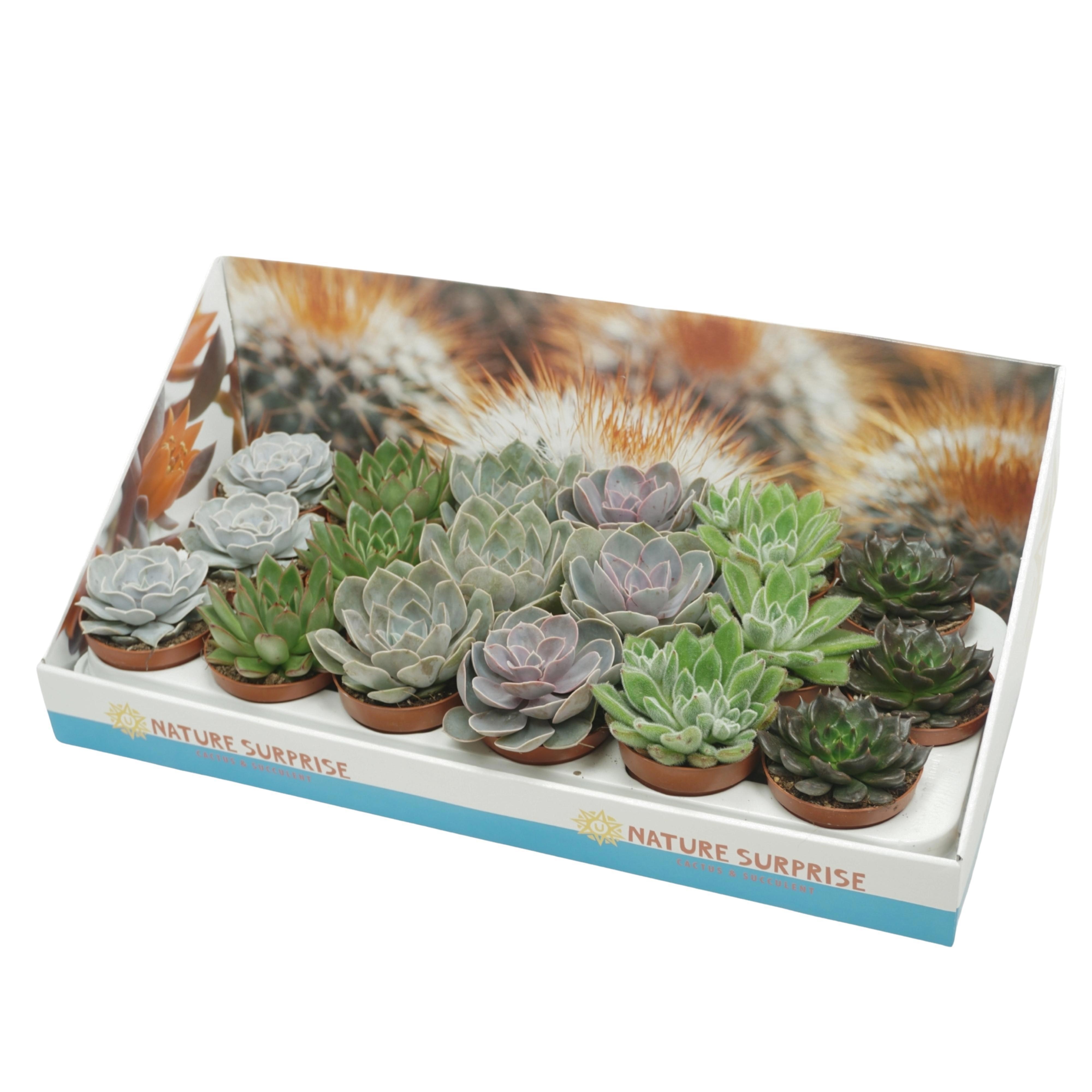 Echeveria mix 8,5 cm in presentatiedoos, D 8,5