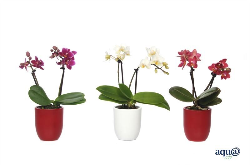 Hugo p06 red/white Phal Tiny Dolls mix 2T10+ Aqu@, D 6