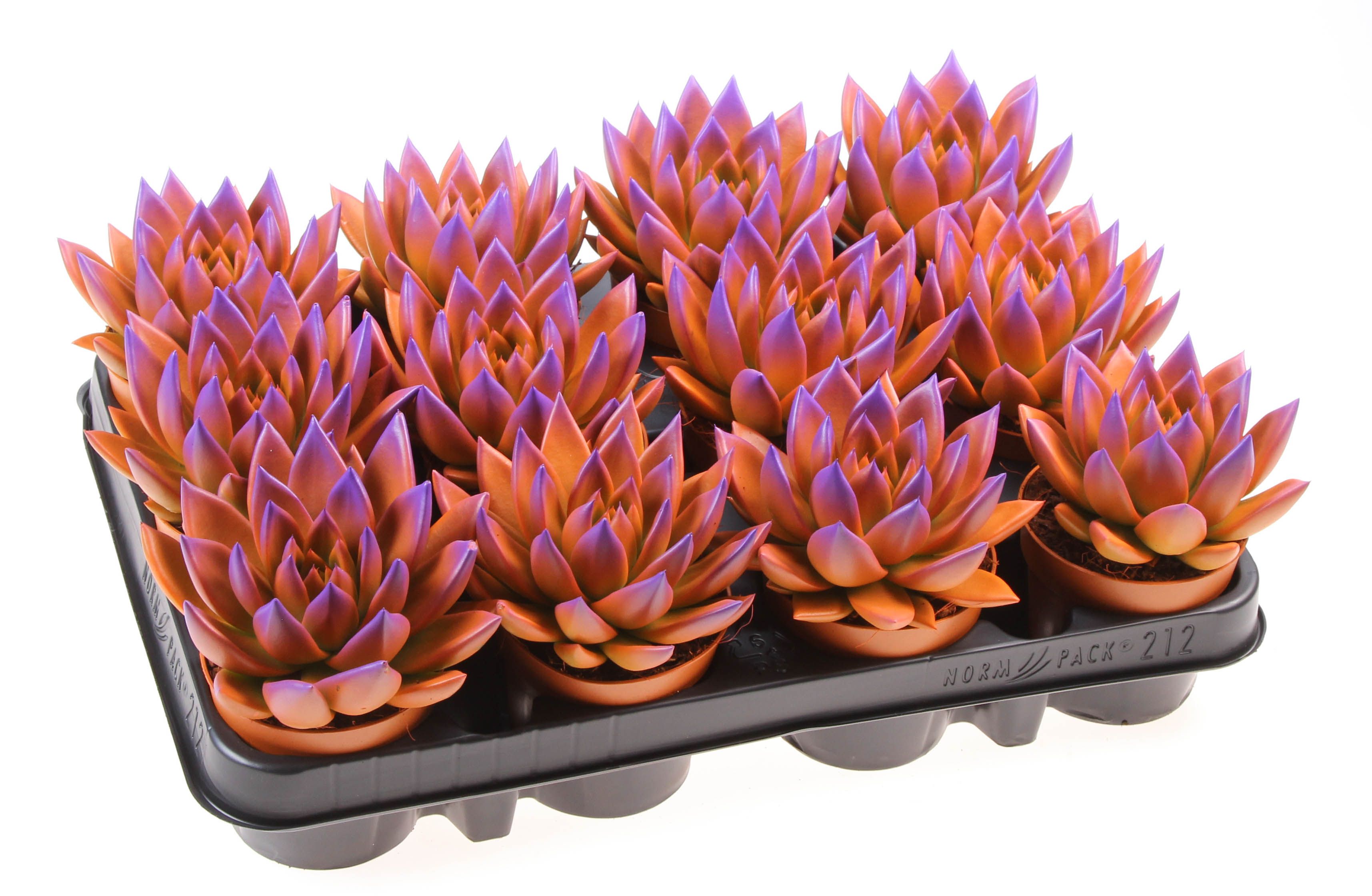 Rainbow bicolor orange + purple point, D 8,5