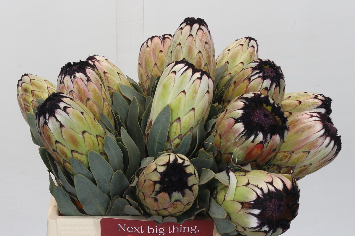 Протея Мэджикал Ниоба 40, шт.