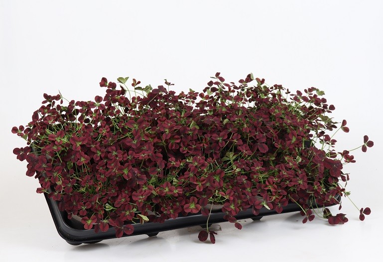 TRIFOLIUM REPENS 'ISABELLA', D 11