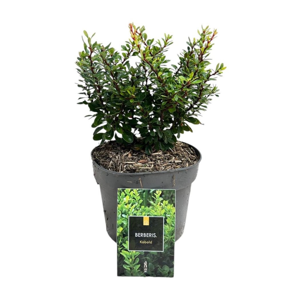 Berberis thunb. 'Kobold', D 17