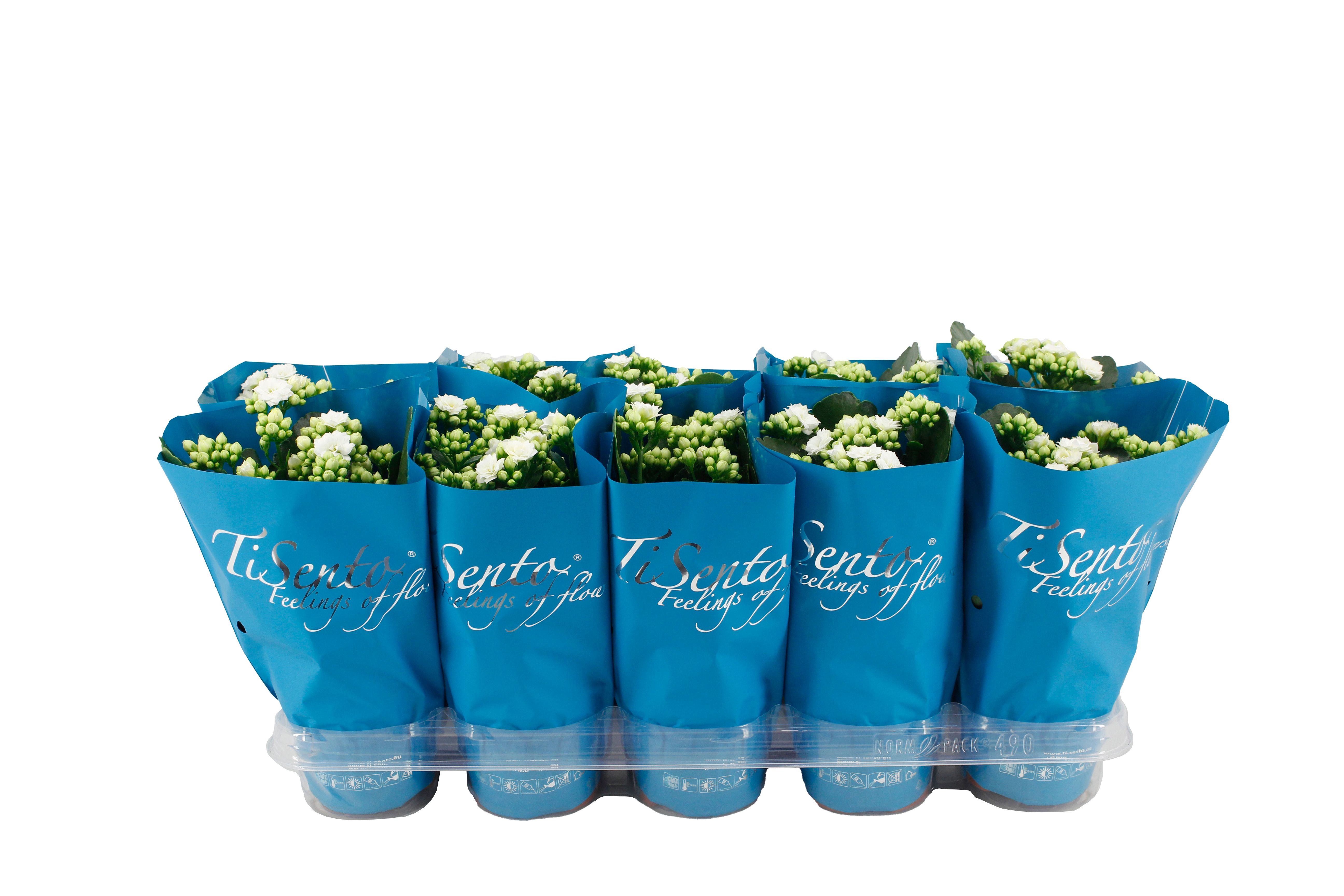 Calandiva 12 cm Wit in Petrol Blauw, D 12