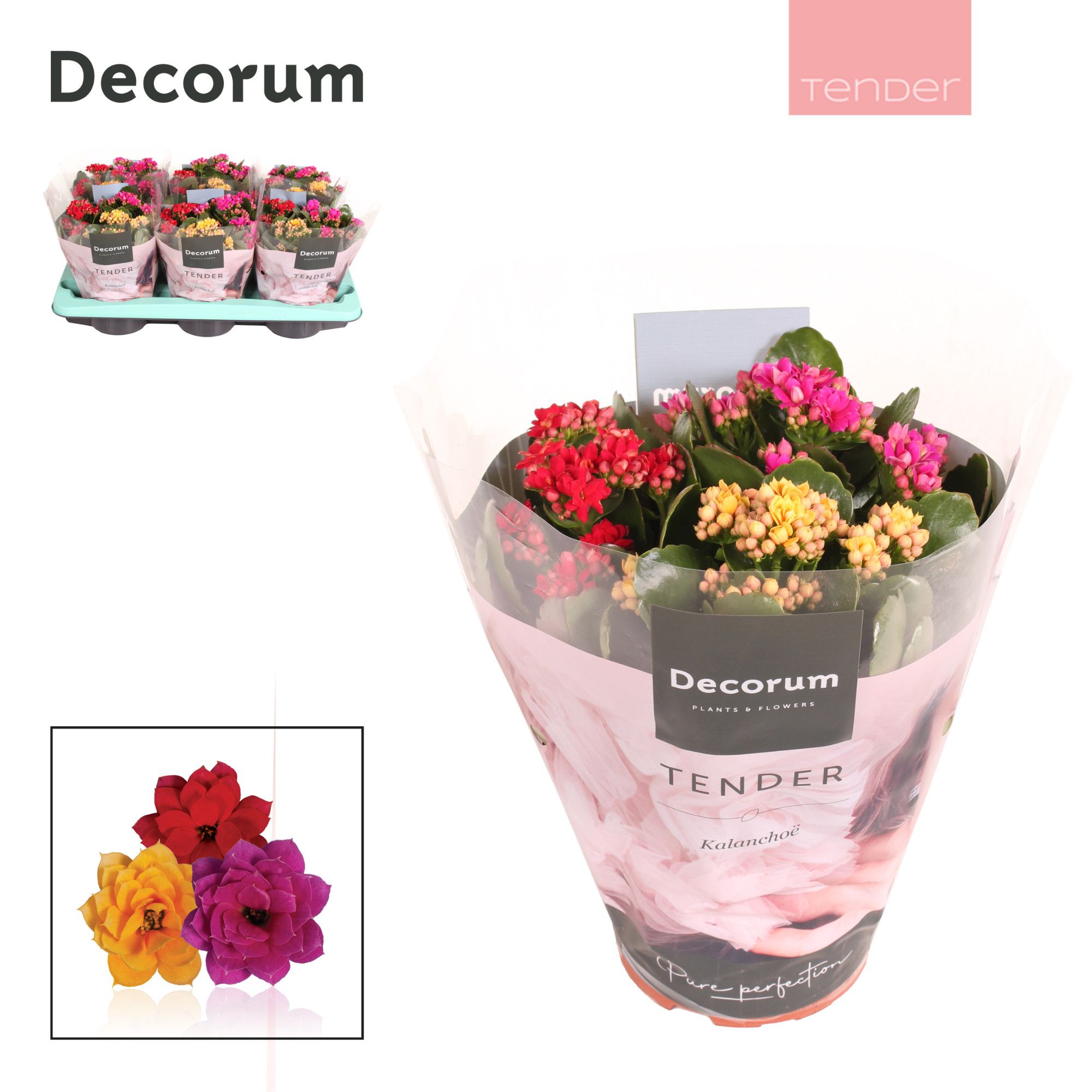 Kalanchoe Decorum TENDER - Carnaval, D 15
