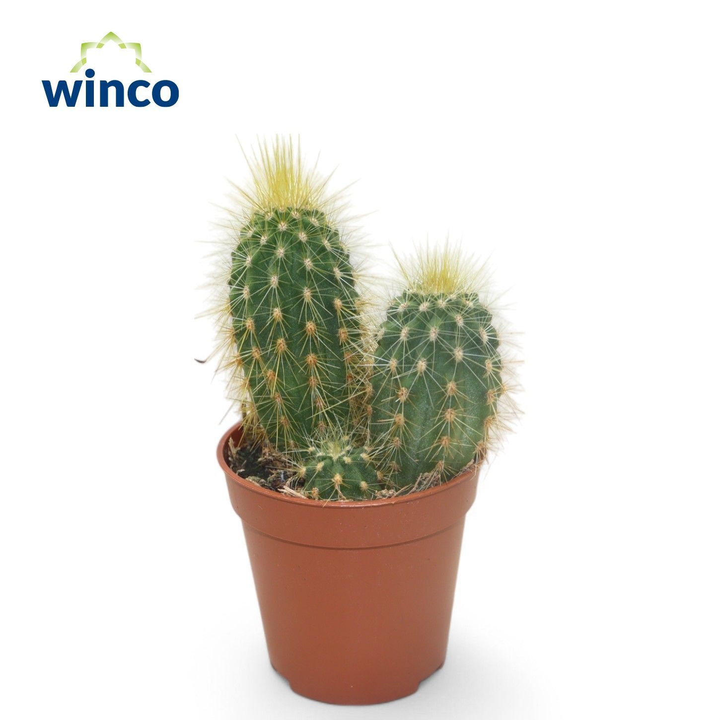 Vatricania Guentheri, D 5,5 cm