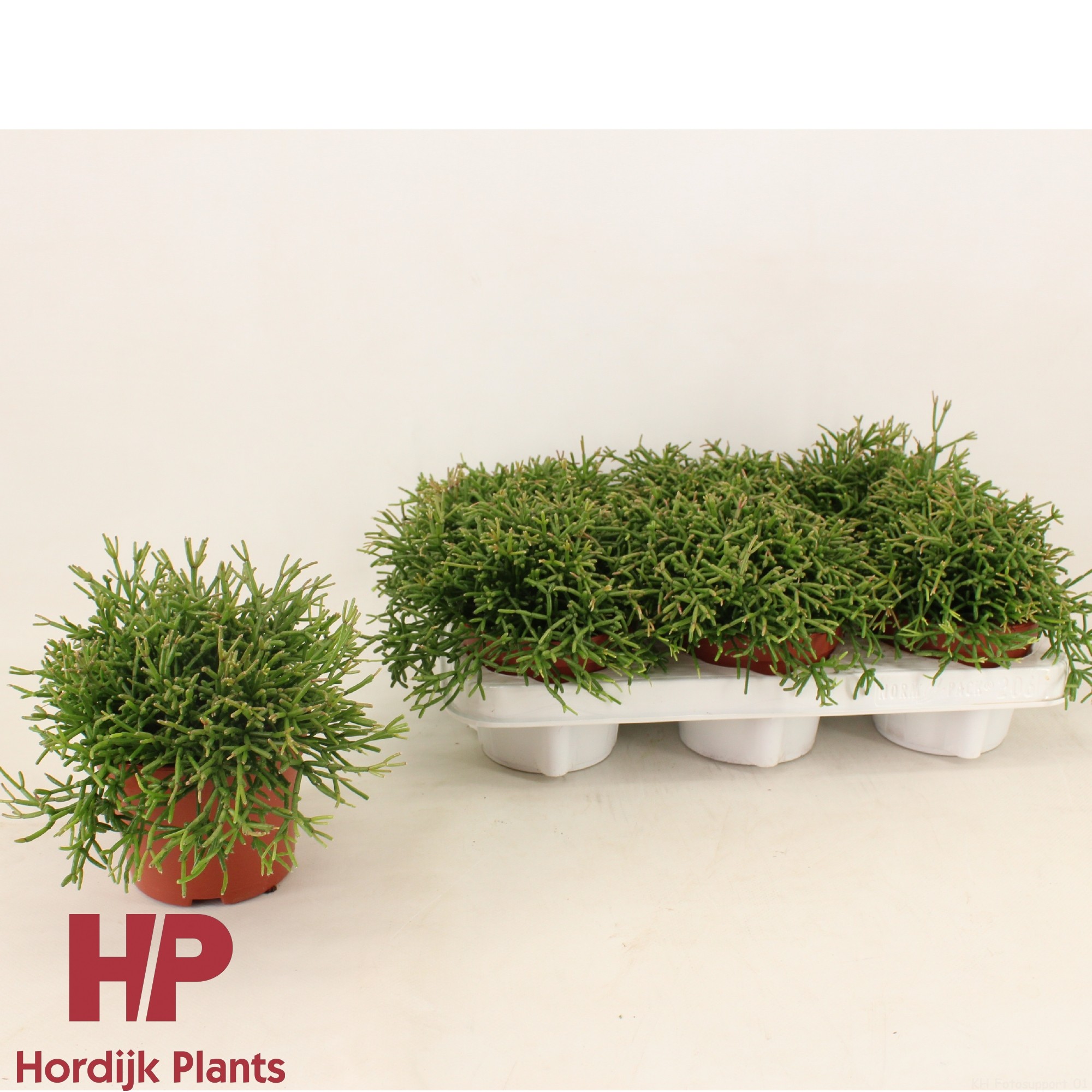 Rhipsalis clavata 12cm, D 12