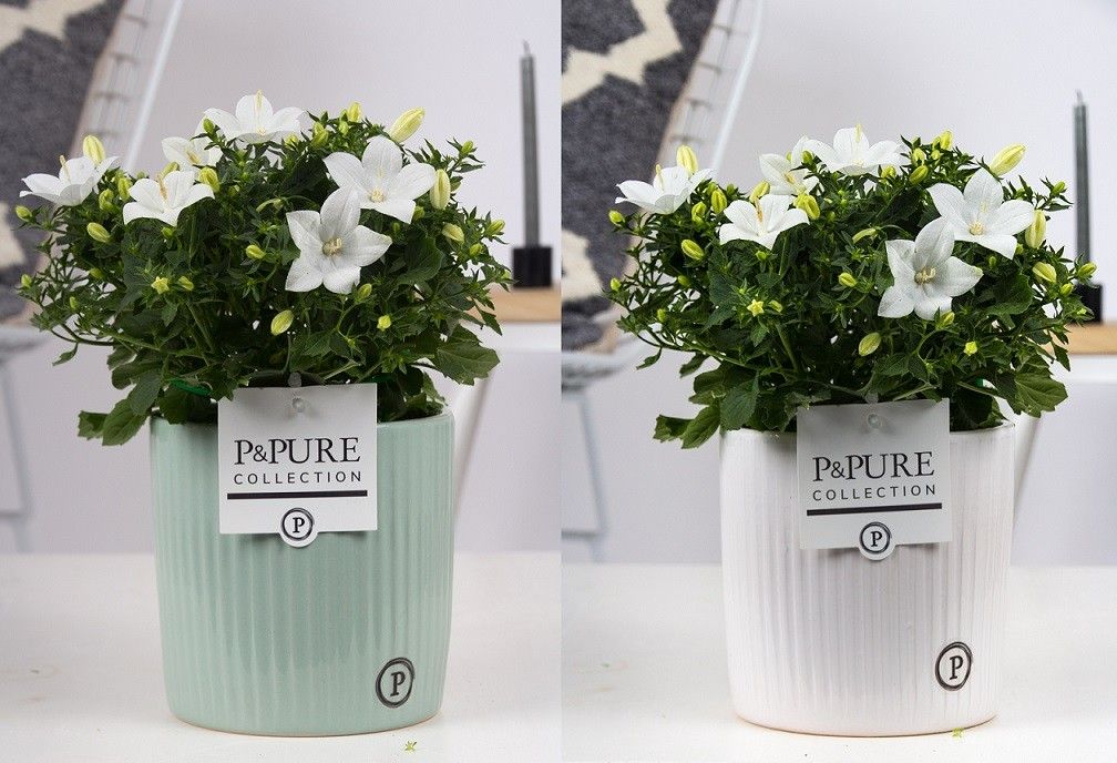 Campanula 'Atlanta' Pure Sophie, D 15