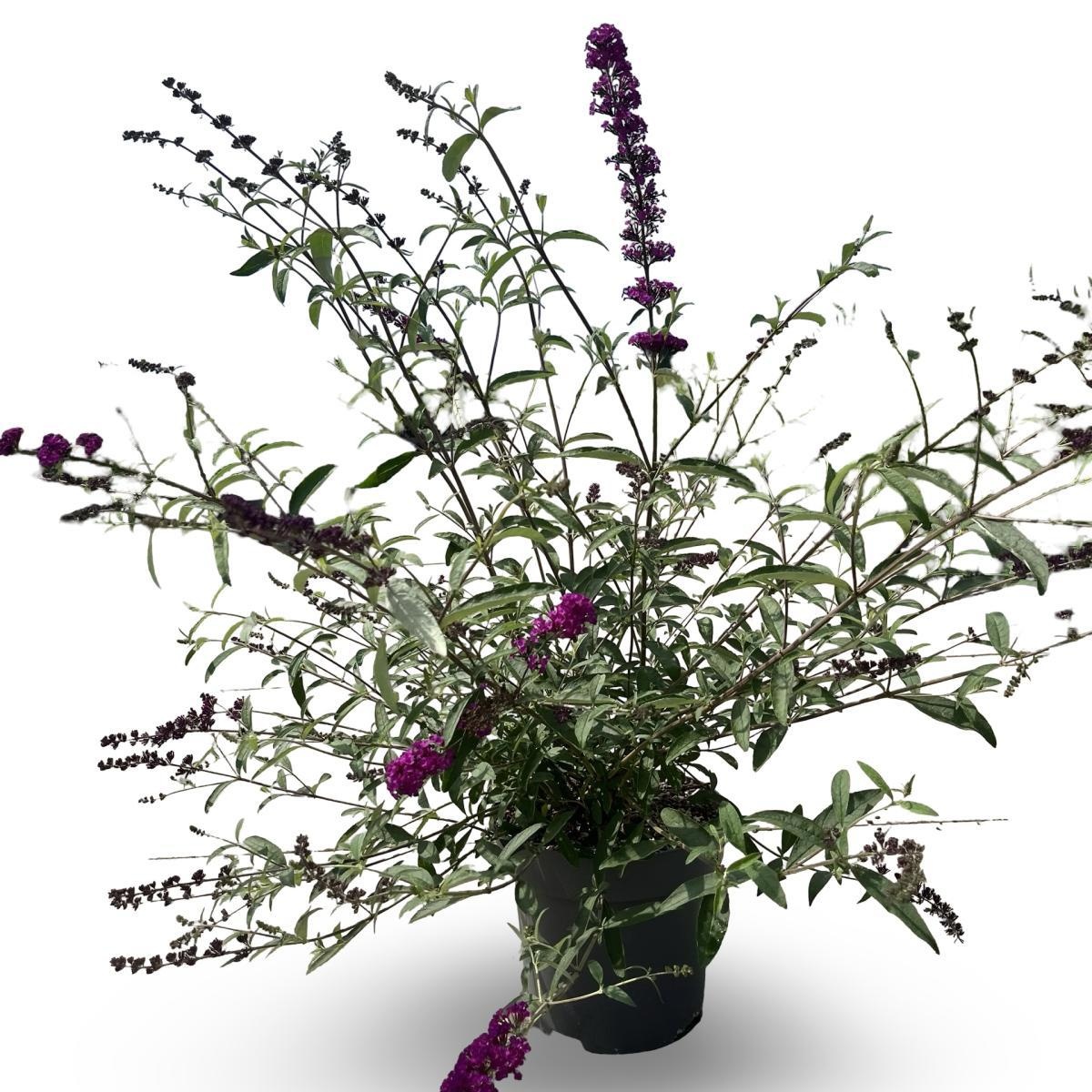 Buddleja d. 'Royal Red', D 31