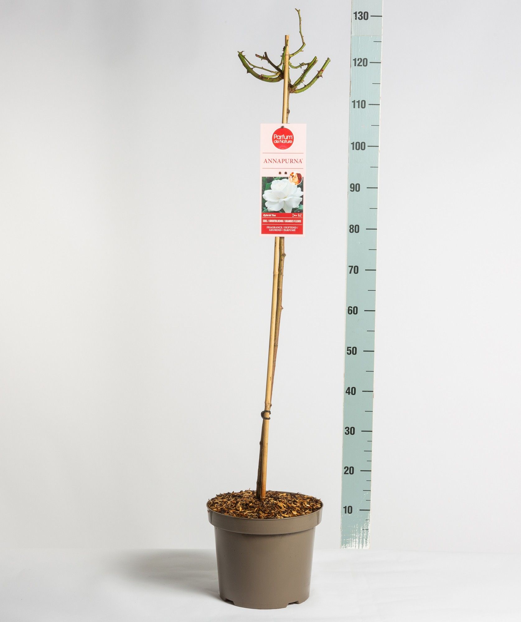 Parfum de Nature Annapurna ®, stam 90, C7.5, D 26
