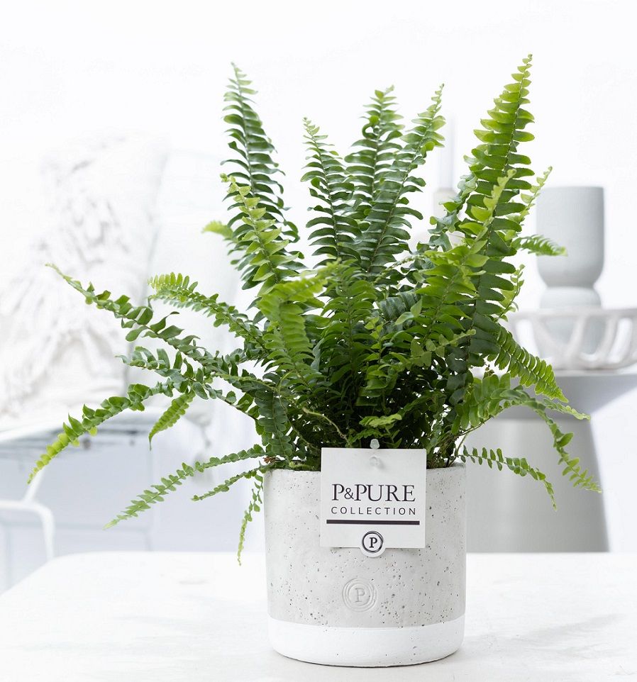 Nephrolepis Green Lady in P&PURE Jade pot, D 12