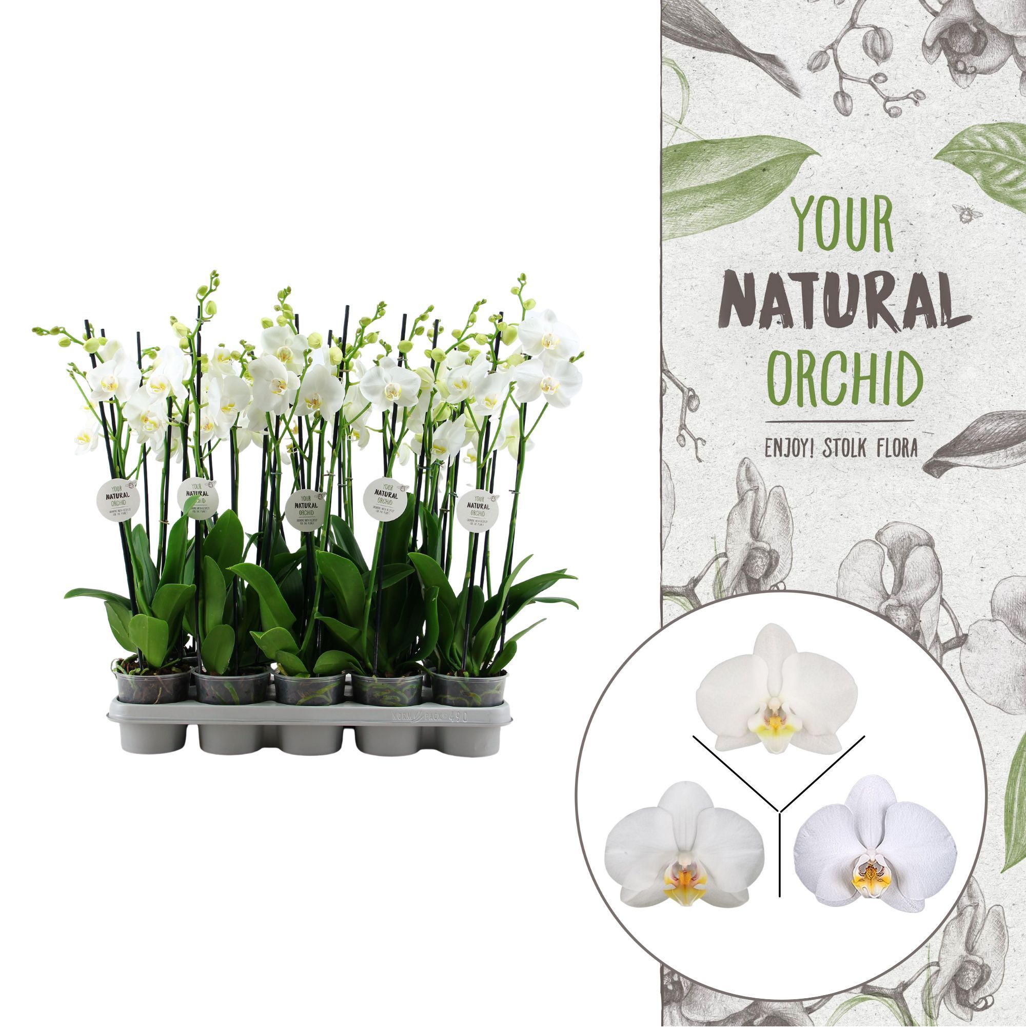Your Natural Orchid | White | Phalaenopsis 3 spike, D 12