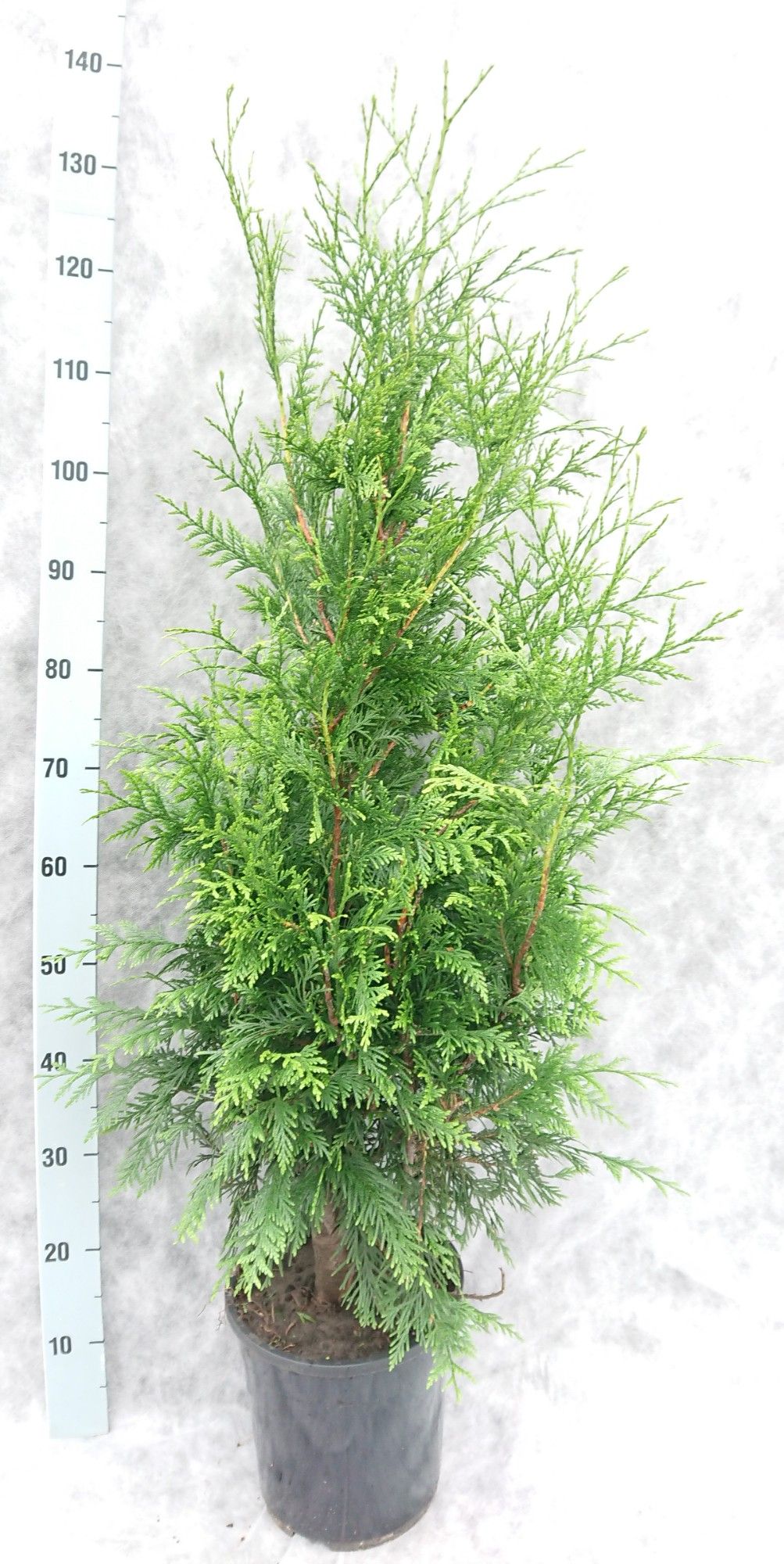 Thuja pl. Excelsa 130, D 24