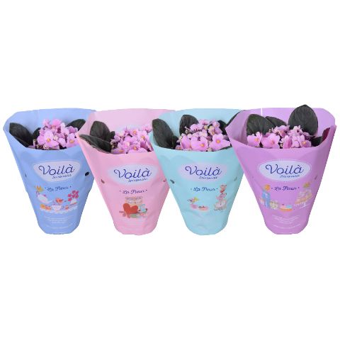Saintpaulia Licht Roze voila ''la Fleur''x8, D 12