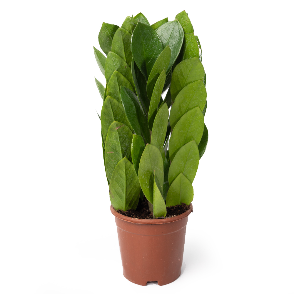 Замиокулькас пирамида 12 35 (предзаказ)