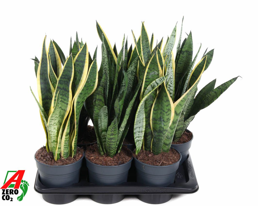 Mix Sansevieria p17, D 17