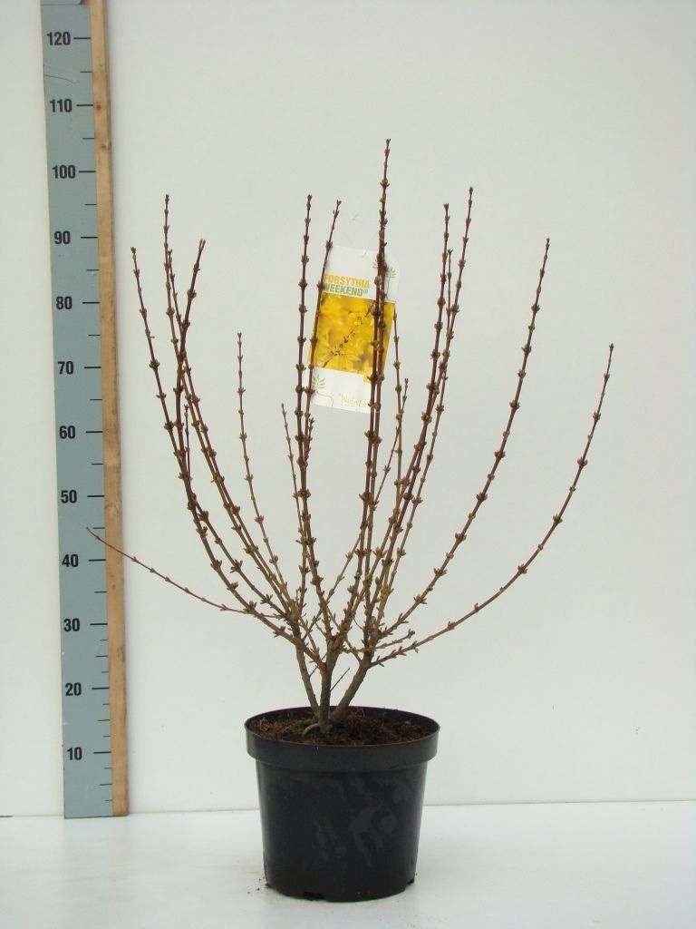 Forsythia intermedia 'Weekend' C 7,5 80-100, D 27